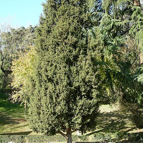 Juniperus drupacea unspecified picture