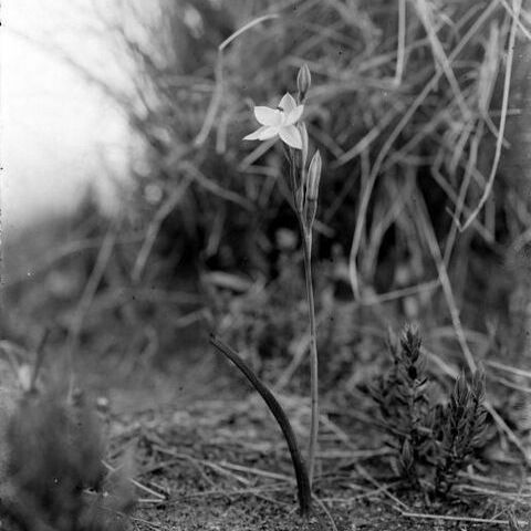 Thelymitra javanica unspecified picture