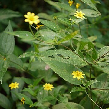 Wedelia urticaefolia unspecified picture