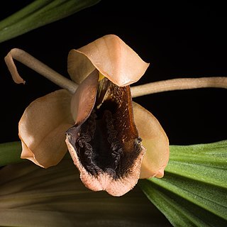 Coelogyne xyrekes unspecified picture