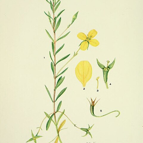 Ludwigia arcuata unspecified picture