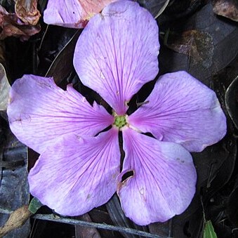 Tibouchina mutabilis unspecified picture