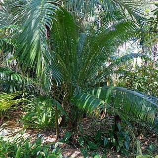 Cycas edentata unspecified picture