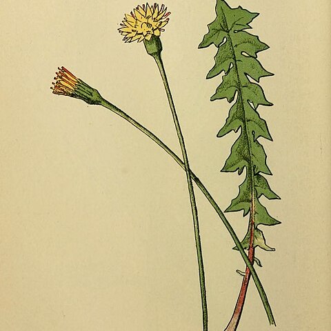 Hyoseris unspecified picture