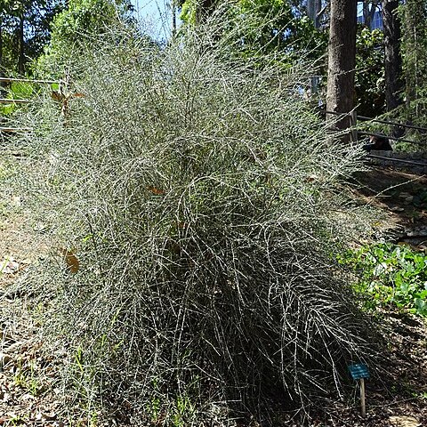 Melicytus angustifolius unspecified picture