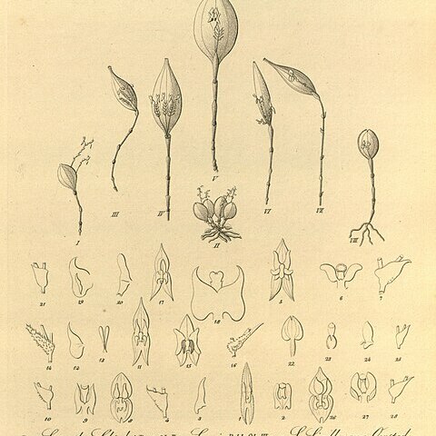 Lepanthes aquila-borussiae unspecified picture