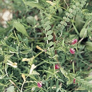 Lathyrus inconspicuus unspecified picture