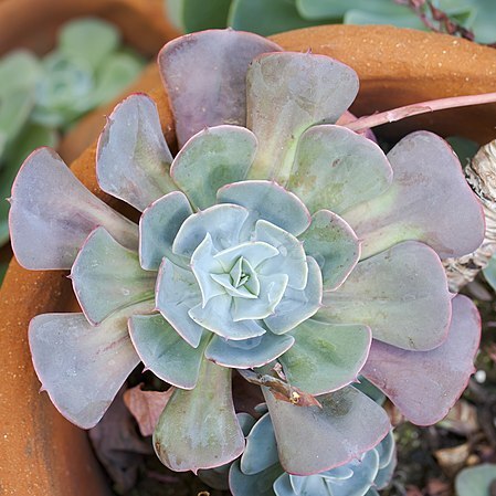 Echeveria lilacina unspecified picture