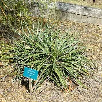 Puya boliviensis unspecified picture