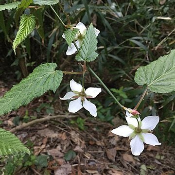 Rubus palmatus unspecified picture