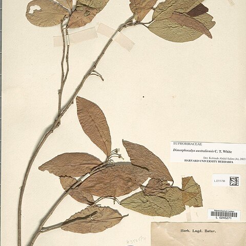 Dimorphocalyx australiensis unspecified picture