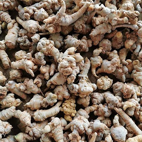 Panax notoginseng unspecified picture