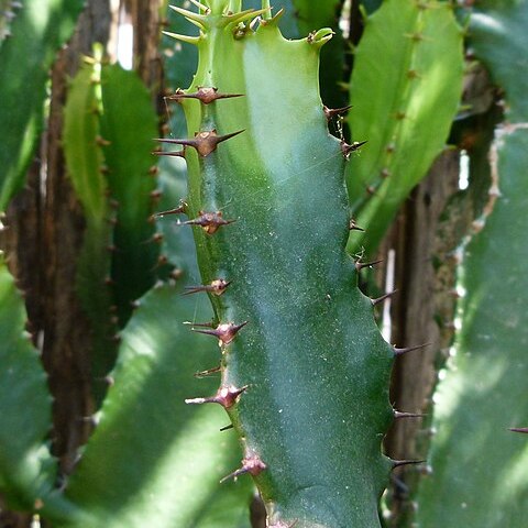 Euphorbia triangularis unspecified picture