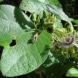 Passiflora sexflora unspecified picture