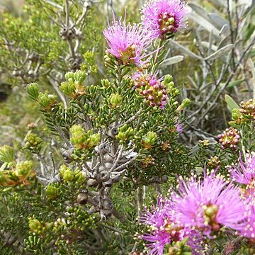 Melaleuca subtrigona unspecified picture