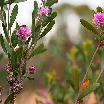 Melaleuca glena unspecified picture