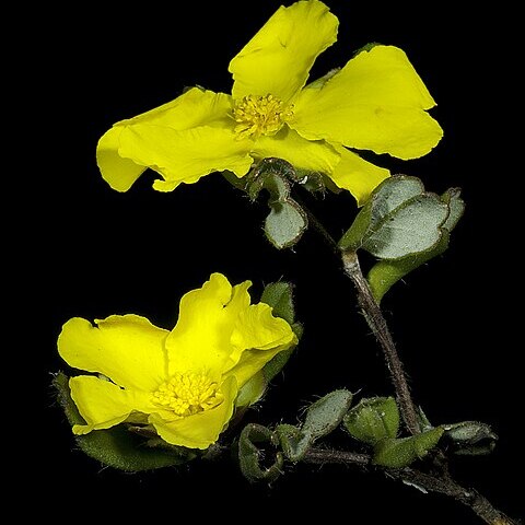 Hibbertia quadricolor unspecified picture