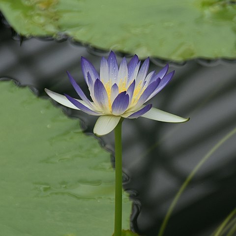 Nymphaea lukei unspecified picture