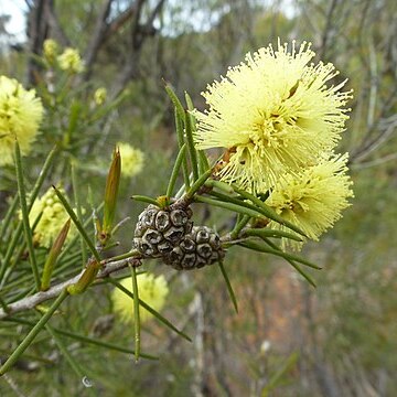 Melaleuca vinnula unspecified picture