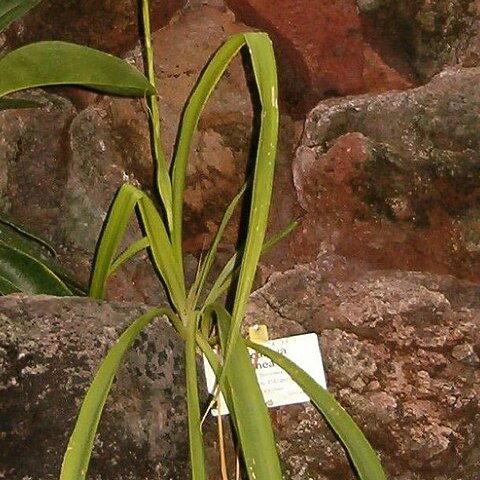 Pitcairnia flammea var. flammea unspecified picture