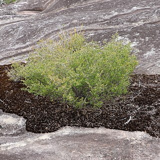 Campylopus bicolor unspecified picture