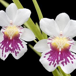 Miltoniopsis unspecified picture