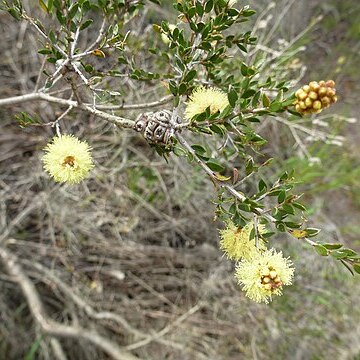 Melaleuca thymoides unspecified picture