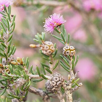 Melaleuca societatis unspecified picture