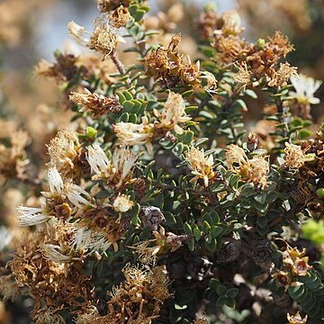 Melaleuca dempta unspecified picture