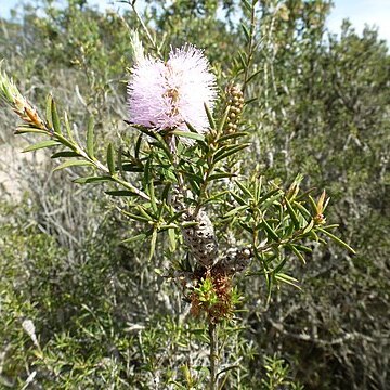 Melaleuca striata unspecified picture