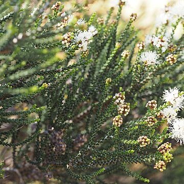 Melaleuca cucullata unspecified picture