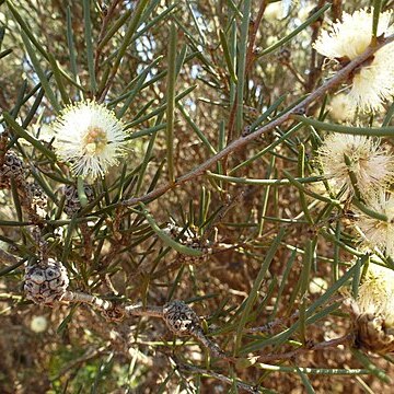 Melaleuca hamata unspecified picture