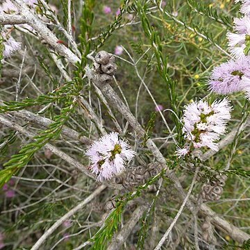 Melaleuca glaberrima unspecified picture