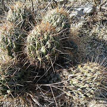 Coryphantha octacantha unspecified picture