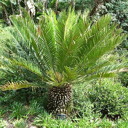 Encephalartos senticosus unspecified picture