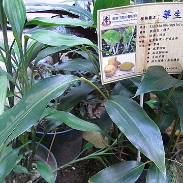 Alpinia oblongifolia unspecified picture