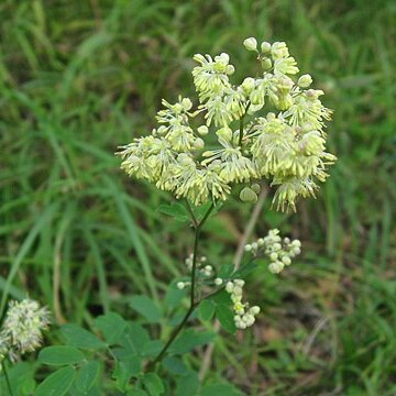 Thalictrum minus var. hypoleucum unspecified picture