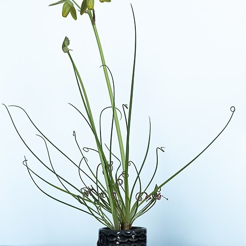 Albuca spiralis unspecified picture