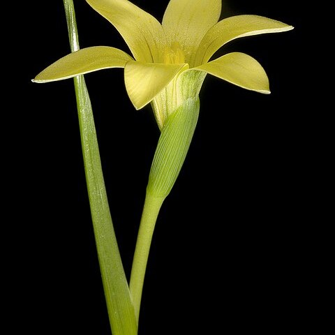 Romulea flava var. minor unspecified picture