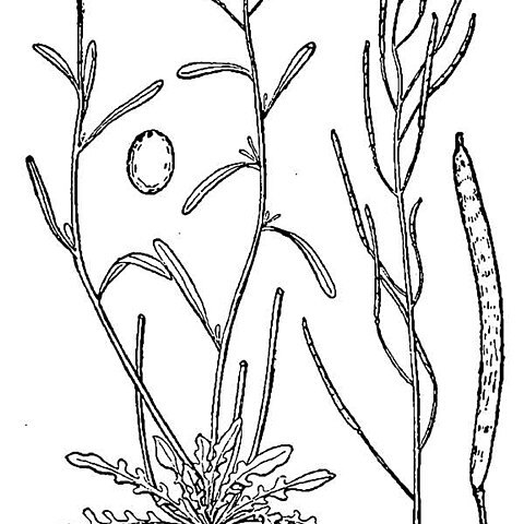 Arabidopsis lyrata (l.) o'kane unspecified picture