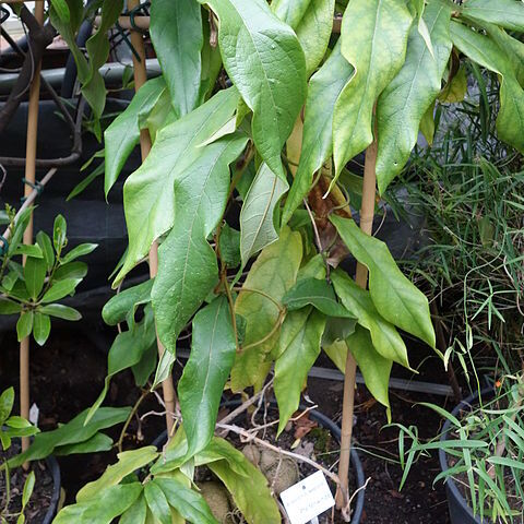 Aristolochia westlandii unspecified picture