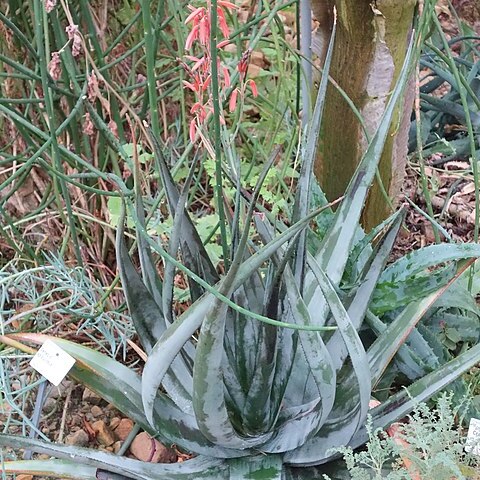 Aloe affinis unspecified picture