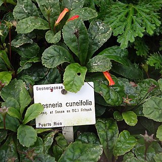 Gesneria cuneifolia unspecified picture