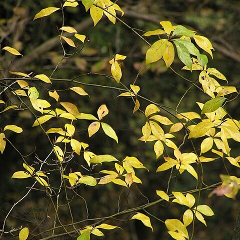 Lindera umbellata unspecified picture