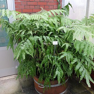 Adiantum polyphyllum unspecified picture