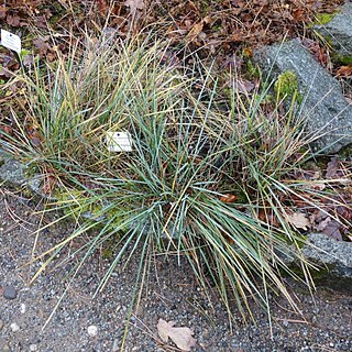 Festuca paniculata unspecified picture