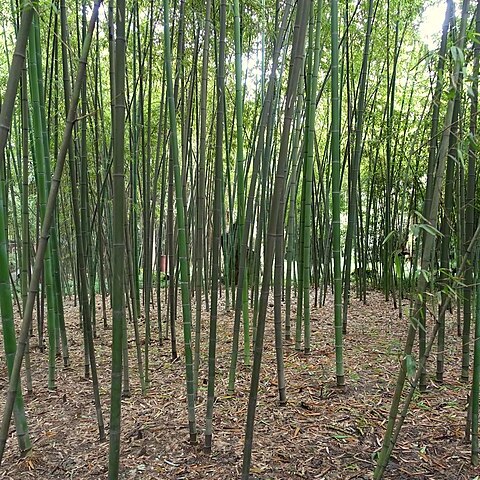 Phyllostachys fimbriligula unspecified picture