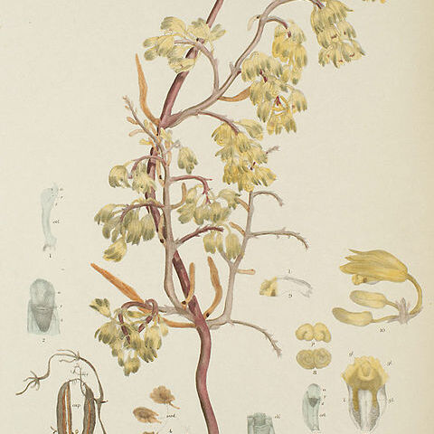 Erythrorchis unspecified picture