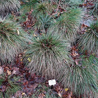 Festuca durissima unspecified picture