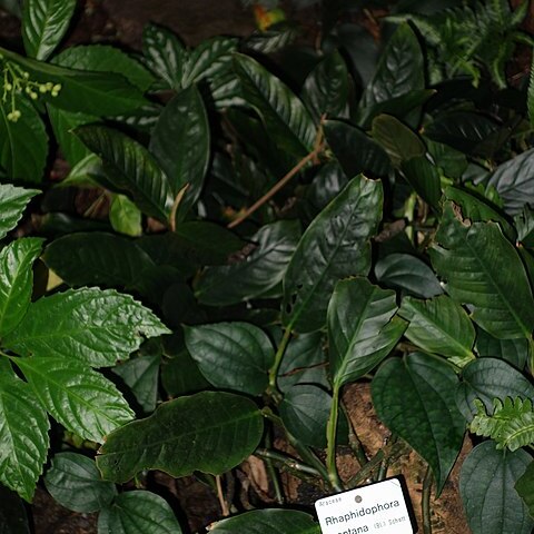 Rhaphidophora montana unspecified picture